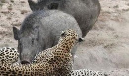 浙江野猪最新爆料视频,揭秘神秘生物的真实面貌