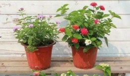 黎明抽奖爆料视频最新,揭秘神秘奖品，惊喜连连等你来