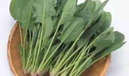 菠菜最新爆料图片,揭秘蔬菜界的“绿色明星”