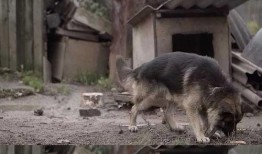 狼狗最新爆料网站大全视频,揭秘热门视频平台全解析